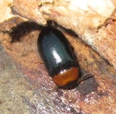 Attēlu rezultāti vaicājumam “Tetratoma fungorum”