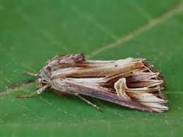 Attēlu rezultāti vaicājumam “Actinotia polyodon”