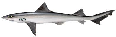 Image result for Mustelus mustelus