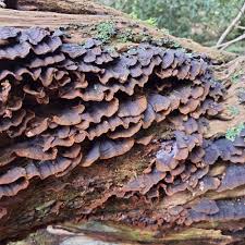 Attēlu rezultāti vaicājumam “Hymenochaete rubiginosa”