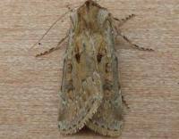 Attēlu rezultāti vaicājumam “Agrotis ripae”