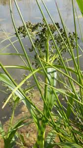 Attēlu rezultāti vaicājumam “Scirpus sylvaticus flower”
