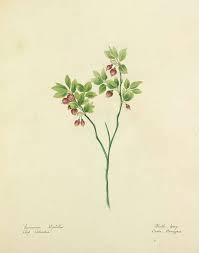 Attēlu rezultāti vaicājumam “Vaccinium myrtillus flower”