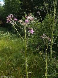 Attēlu rezultāti vaicājumam “Cirsium palustre flower”