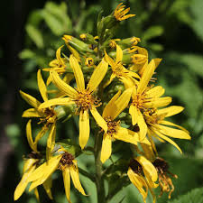Attēlu rezultāti vaicājumam “Ligularia sibirica flower”