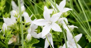 Image result for Campanula affinis