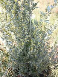 Attēlu rezultāti vaicājumam “Artemisia absinthium leaf”