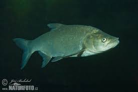 Image result for Aspius aspius