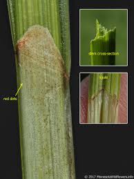 Attēlu rezultāti vaicājumam “Lycogala maculatum sessile”