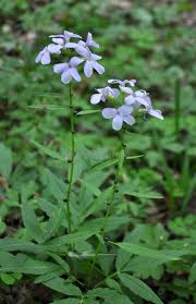 Attēlu rezultāti vaicājumam “Cardamine bulbifera”