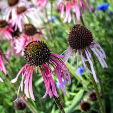 Image result for Echinacea pallida