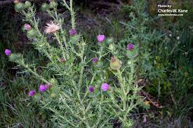 Attēlu rezultāti vaicājumam “Cirsium vulgare”