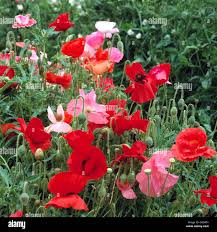Image result for Papaver rhoeas 'Shirley'