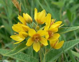 Attēlu rezultāti vaicājumam “Lysimachia vulgaris”