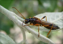 Attēlu rezultāti vaicājumam “Necydalis major”