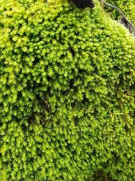 Attēlu rezultāti vaicājumam “Anomodon viticulosus”