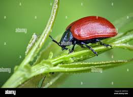 Attēlu rezultāti vaicājumam “Chrysomela populi”