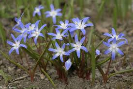 Attēlu rezultāti vaicājumam “Scilla luciliae”