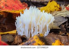 Attēlu rezultāti vaicājumam “Ramariopsis crocea”