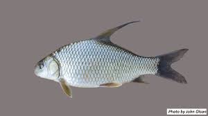 Image result for Carpiodes velifer