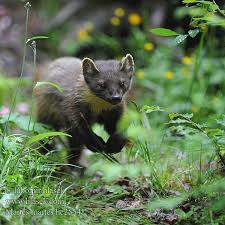Attēlu rezultāti vaicājumam “Martes martes”