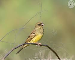 Image result for Emberiza spodocephala