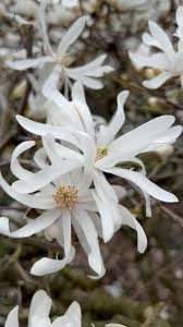 Attēlu rezultāti vaicājumam “Magnolia kobus flower”