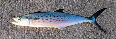 Image result for Scomberomorus maculatus