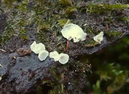 Attēlu rezultāti vaicājumam “Rimbachia neckerae”