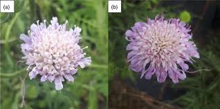 Attēlu rezultāti vaicājumam “Aphis confusa”