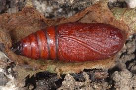 Attēlu rezultāti vaicājumam “Achlya flavicornis”