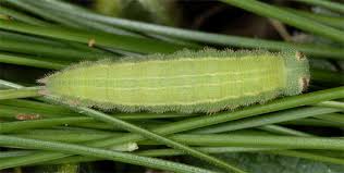 Attēlu rezultāti vaicājumam “Hyponephele lycaon”