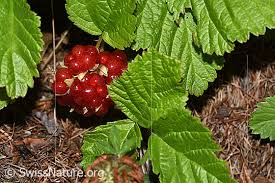 Attēlu rezultāti vaicājumam “Rubus saxatilis fruit”