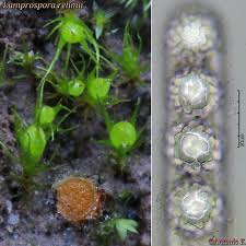 Attēlu rezultāti vaicājumam “Lamprospora tortulae-ruralis”