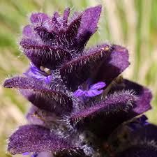 Attēlu rezultāti vaicājumam “Ajuga pyramidalis leaf”