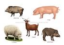 examples of ungulate <b>mammals</b>