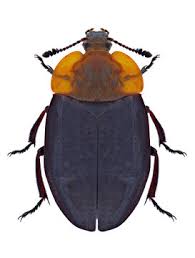 Attēlu rezultāti vaicājumam “Oiceoptoma thoracicum”