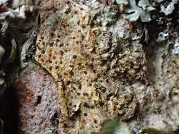 Attēlu rezultāti vaicājumam “Arthonia vinosa”