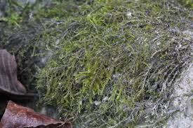 Attēlu rezultāti vaicājumam “Hygroamblystegium tenax”