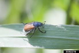 Attēlu rezultāti vaicājumam “Phyllopertha horticola”