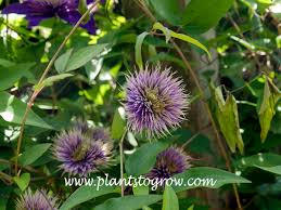 Image result for clematis multi blue