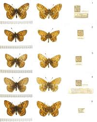 Attēlu rezultāti vaicājumam “Boloria aquilonaris”