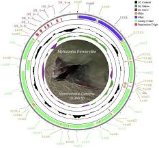 Image result for Myliobatis freminvillei