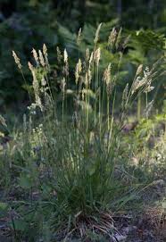 Attēlu rezultāti vaicājumam “Poa remota”