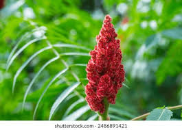 Attēlu rezultāti vaicājumam “Rhus typhina flower”