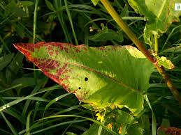 Attēlu rezultāti vaicājumam “Rumex aquaticus fruit”