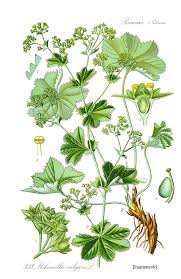 Attēlu rezultāti vaicājumam “Alchemilla vulgaris aggr. bud”