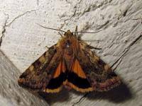 Attēlu rezultāti vaicājumam “Cryptocala chardinyi”