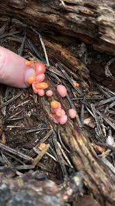 Attēlu rezultāti vaicājumam “Lycogala cf. fossiculatum young”