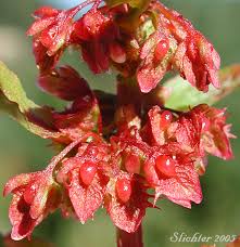 Attēlu rezultāti vaicājumam “Rumex obtusifolius flower”